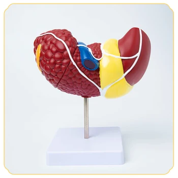 Модель анатомии печени человека, учебное пособие по анатомии внутренних органов