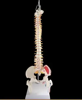 Модель позвоночника человека длиной 45 см с меткой нерва хирургическая модель скелета поясничного шейного отдела таза